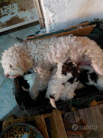 Cuccioli cane lagotto