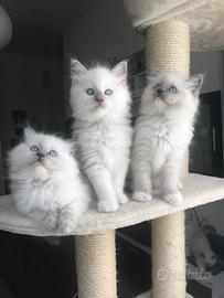 Cuccioli Ragdoll