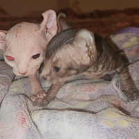 Gatto sphynx