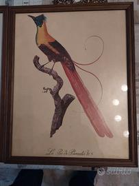 Quadri stampe naturalistiche