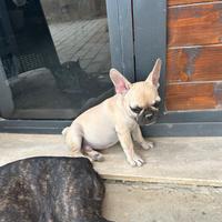 Bulldog Francese