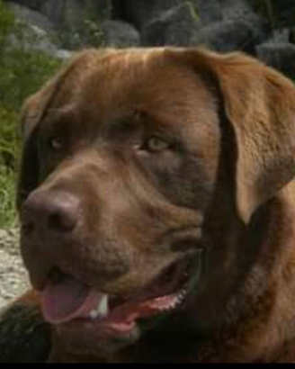 Labrador