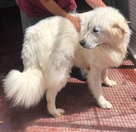 Pastori maremmani maschio e femmina 2 anni