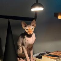 Gatta Sphynx per monta
