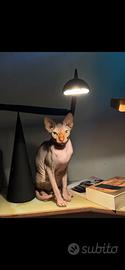 Gatta Sphynx per monta