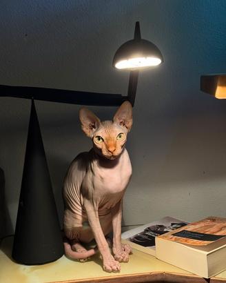Gatta Sphynx per monta