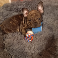 Bulldog francese per accopiamento