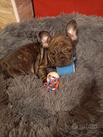 Bulldog francese per accopiamento