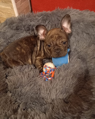 Bulldog francese per accopiamento