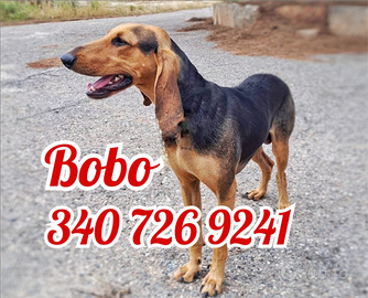 Bobo, segugio italiano di 2 anni