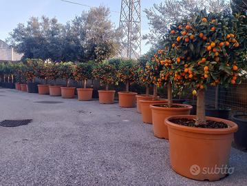 Pianta mandarino cinese eta 20 anni altezza 120 cm