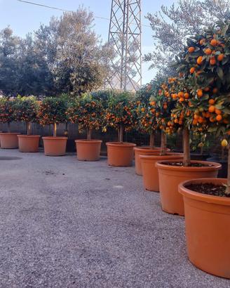 Pianta mandarino cinese eta 20 anni altezza 120 cm