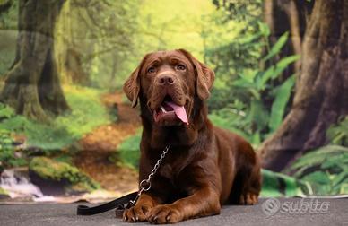 MONTA LABRADOR