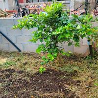 Piante di Limone da Frutto Selezionate