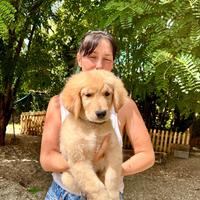Cuccioli Golden retriever americano