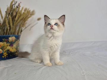 Cucciola Ragdoll con pedigree