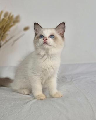 Cucciola Ragdoll con pedigree