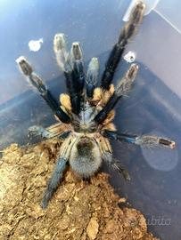 Tarantola Femmina Balfuri