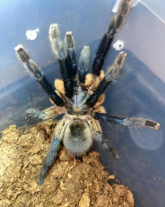 Tarantola Femmina Balfuri