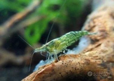 Neocaridine caridine acquario
