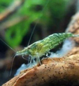 Neocaridine caridine acquario
