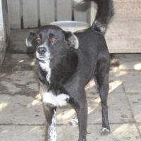 Neruda circa 8 anni t/medio/contenuta