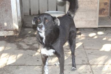 Neruda circa 8 anni t/medio/contenuta