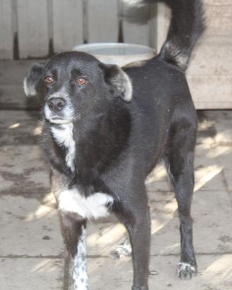 Neruda circa 8 anni t/medio/contenuta