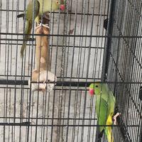 Parrocchetti dal collare