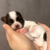 Chihuahua pelo lungo