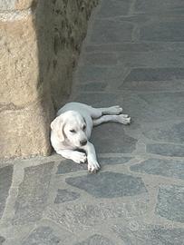 Cani da tartufo/compagnia