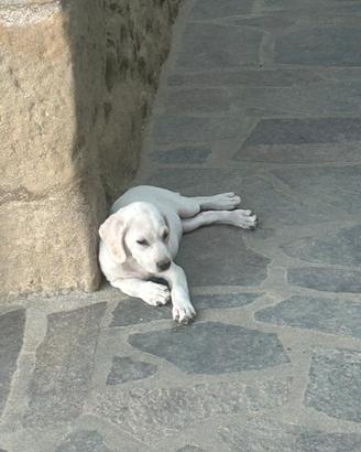 Cani da tartufo/compagnia