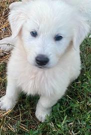 Cuccioli pastore maremmano