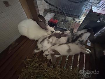 Conigli da carne di razza