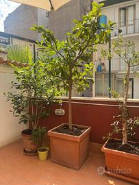 Pianta di Limone adulta e produttiva in vaso grand