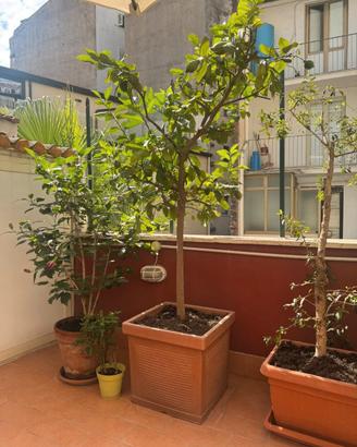 Pianta di Limone adulta e produttiva in vaso grand