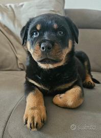Cucciolo di rottweiler altissima genealogia