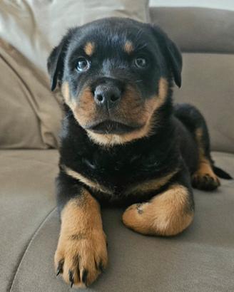 Cucciolo di rottweiler altissima genealogia
