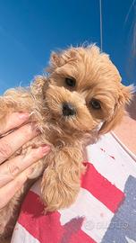 Maltipoo puro asiatico Boy