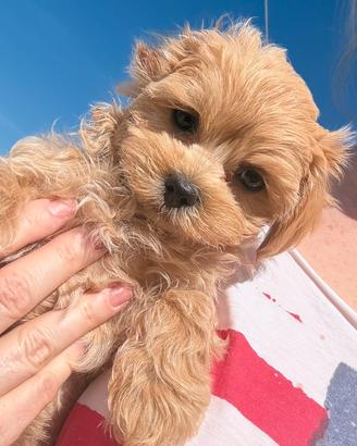 Maltipoo puro asiatico Boy
