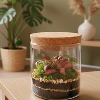 terrarium by Sterrarium 🦋 