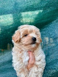 Maltipoo maschietto