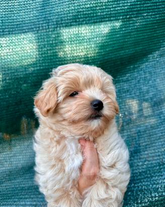 Maltipoo maschietto