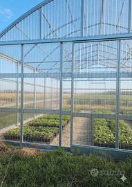 serra per giardinaggio