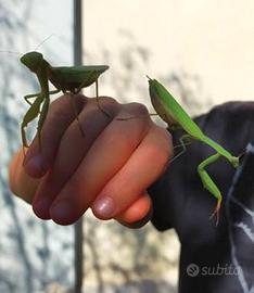 Mantide Religiosa (Hierodula tenuidentata)