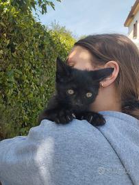 Gattina