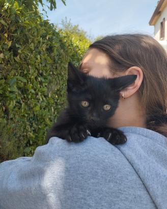 Gattina