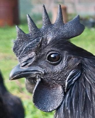 Ayam Cemani - Gallo