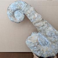 Ammonite eteromorfa Ancyloceras sp. fossile