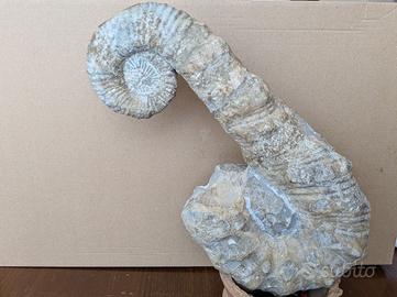 Ammonite eteromorfa Ancyloceras sp. fossile
